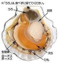 ホタテの調理方法について 北海道の知人から生の殻付きホタテをた Yahoo 知恵袋