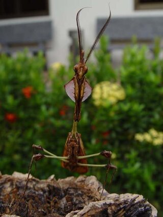 かっこいい虫は このカマキリなんかいかがざんしょ 横顔はもっとかっこい Yahoo 知恵袋