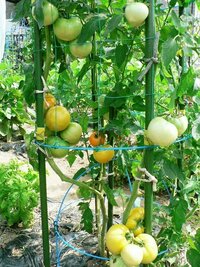 トマトは普通一本仕立て栽培が普通ですが ミニトマトの場合は２本仕 Yahoo 知恵袋