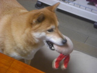 あなたの犬は普通に歩いている時に尻尾を振ってますか 犬種も教えて下さいな レト Yahoo 知恵袋