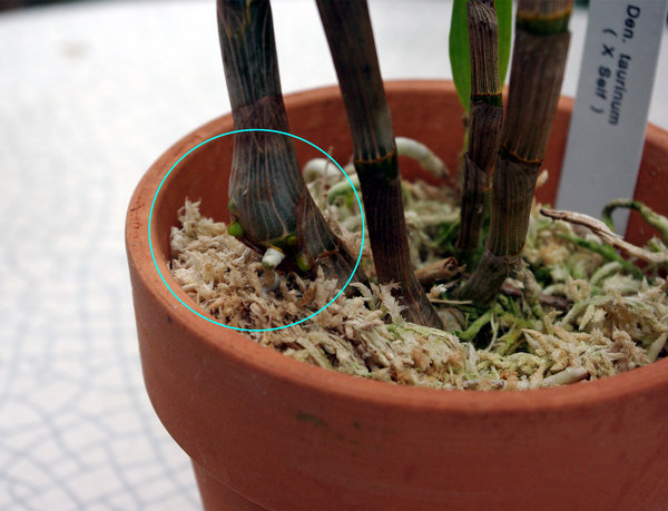 セッコクとフウラン…着生ラン先ほどの前質の続きです。ヘゴ板は近所の