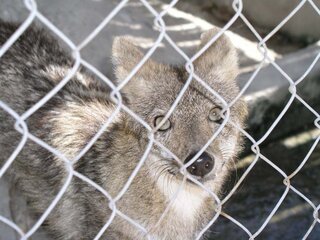 Yahoo!知恵袋犬と狼は普通に交尾をして普通に雑種のような狼犬は生まれますか?