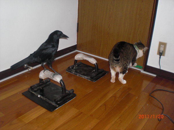 カラスは他の鳥を攻撃したりしますか つかまえて食べたりします Yahoo 知恵袋