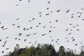 カラスは群れで移動するのですか 宮城県に住んで6年になりま Yahoo 知恵袋