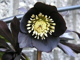 世の中に黒い花は存在するのですか 黒っぽい花はありますが 純粋な黒い花 Yahoo 知恵袋