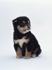 質問です 柴犬にはきつね顔とたぬき顔があるといわれてますが 今までたぬき Yahoo 知恵袋