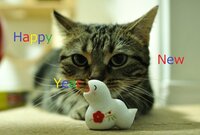 年賀状にペット 犬 の写真ってどうですか いつも子供の写真 Yahoo 知恵袋