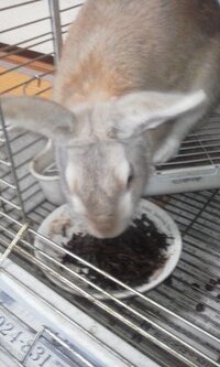 うさぎを飼いたいんですけど 外で飼えるうさぎはいますか あと 外で飼える Yahoo 知恵袋