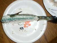 ダツって食べられますか ダツという魚は 光に反応して高速で突進して Yahoo 知恵袋