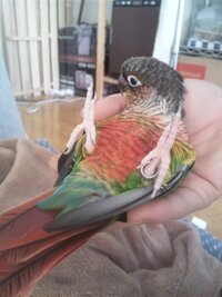 インコは雛から飼わないと懐かないんでしょうか ウロコインコをコンパマルさんで探 Yahoo 知恵袋