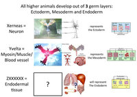 ポケモンxy ゴツゴツメット ポケモンxy ゴツゴツメット 入手方法 Melimpahxljfc
