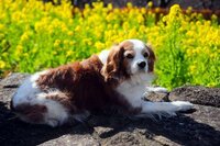 犬が人間が食べる即席ラーメンをそのまま食べてしまいましたが 大丈夫でし Yahoo 知恵袋