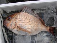 釣ってきた鯛はいつまで生で食べられる 日曜日に鯛を釣ってきたのですが 1日 Yahoo 知恵袋