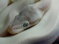 蛇について 蛇の目の色って黒目 赤目のほかに青目って存在するのでしょうか Yahoo 知恵袋