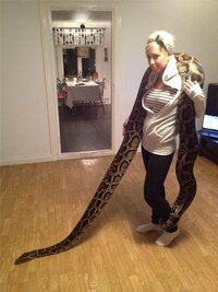 人も飲み込むような大きな蛇 どんなのがいますか 大きなハブ ドデカイま Yahoo 知恵袋