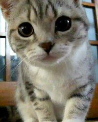 好きなネコは何ネコですか サバネコとキジネコです キジネコ Yahoo 知恵袋