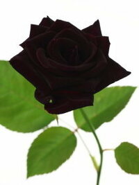 黒バラ って実際にあるんですか マンガとかでよくありますが Yahoo 知恵袋