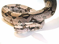 かっこいい蛇の名前と画像をお願いします 私はブッシュマスターですね Yahoo 知恵袋