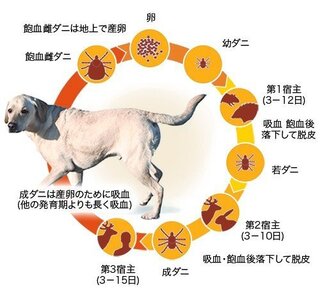 マダニって 外にでれば どこにでもいるのですか 真冬でも マダ Yahoo 知恵袋