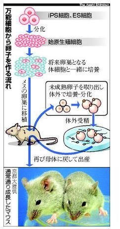 Ips細胞は落ちていた髪の毛から本人のクローンが再生可能 と話題になりました Yahoo 知恵袋