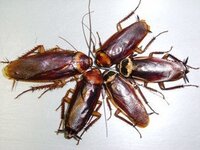 どうしてゴキブリはあんなに気色が悪いのですか 別にカラフルでもないし ありふれた 教えて 住まいの先生 Yahoo 不動産