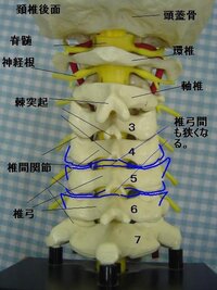 首を動かすと 後頭部か首の後ろ 頭の付け根辺り でプチィッと音がしま Yahoo 知恵袋