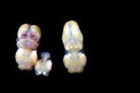 マンボウの体には寄生虫が非常に多くついているそうですが どんな Yahoo 知恵袋