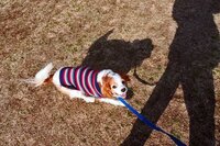 警察犬を引退した犬を引き取る事は可能なんですか 今はわかりませんが Yahoo 知恵袋