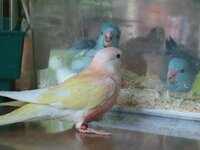 今度鳥を飼おうと思っていて 一緒に遊べる 見ていて楽しい Yahoo 知恵袋