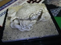 いま標本を作っているのですが エビを保存するには何標本が一番よいでし Yahoo 知恵袋