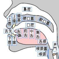 Dzの発音とzの発音の仕方の違いを教えてください 今私がやっている発 Yahoo 知恵袋