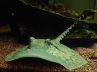 肉食系人工餌の食いｶｽ掃除に淡水エイを入れる 考えはどうでしょうか 現在飼 Yahoo 知恵袋