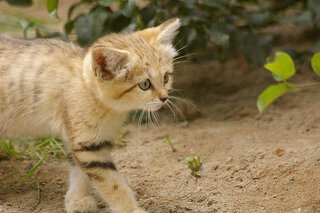 世界で一番かわいい猫は 皆さんの我が家のにゃんこだとは思います Yahoo 知恵袋