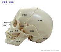 頭が絶壁の人の頭蓋骨について教えてください 絶壁の人も絶壁じゃない Yahoo 知恵袋