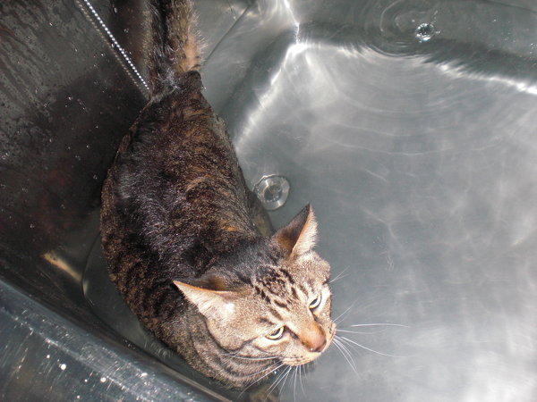 子猫は、生後何日程でお風呂に入れていいのでしょうか？生後、まもなく 