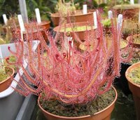 ジブリの風の谷のナウシカに出てくる 腐海 とは実際に地球上に Yahoo 知恵袋