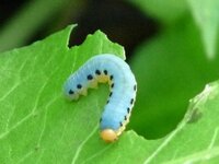 はじめまして こんにちは 昔 クレイアニメの ニャッキ とい Yahoo 知恵袋