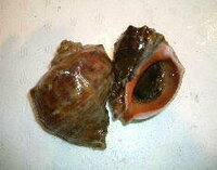 あかにし貝の事を別名ツブ貝って言いますか 寿司屋で出されたツブ貝はどう見 Yahoo 知恵袋