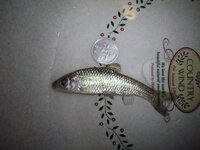 昨年 近所の多摩川でとってきたお魚です 現在メダカくらいの大きなので Yahoo 知恵袋