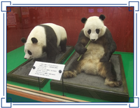 初代のパンダは剥製になったので何処かにあるはずですよね 多摩動物 Yahoo 知恵袋