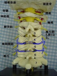 最近右胸ちょうど鎖骨の下辺りが痛みます ３０代男性です 最初は肺が Yahoo 知恵袋