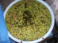 金魚を甕で外飼いの場合 エアポンプなし 水草あり でも育てることが Yahoo 知恵袋