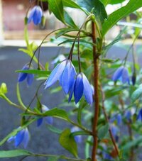 植木で青色の花が咲く木ってありますか うちにあるのはオース Yahoo 知恵袋