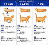 ネコについて質問です 体重約5ｋｇウエストなしの Yahoo 知恵袋