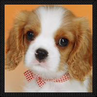 Pictbearの点線ブラシが欲しいです 前 Pictbearに入れてい Yahoo 知恵袋