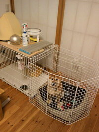 室内犬を飼われている方にお聞きしたいです ワンちゃんは夜寝る時は何 Yahoo 知恵袋