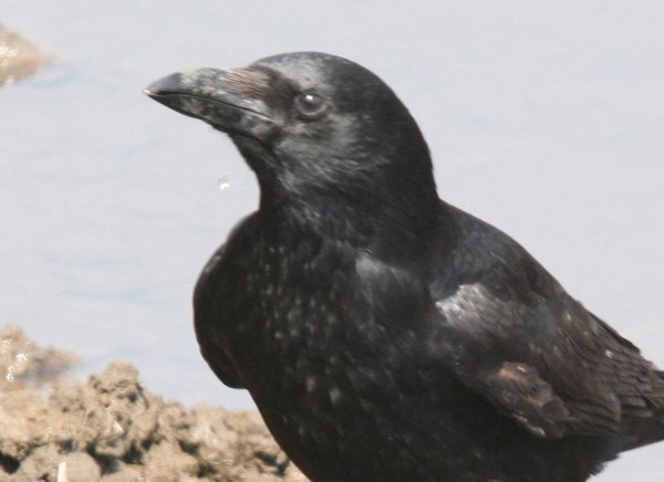 今朝出かける途中カラスが頭上を通過して行きました そして通り道にあ Yahoo 知恵袋