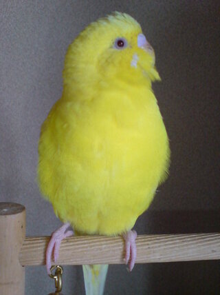 セキセイインコの匂い 生後2ヶ月過ぎ位のインコさんがいます 手乗りで家に一番 Yahoo 知恵袋
