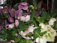 クリスマスローズの切り花を長持ちさせる方法 クリスマスロー Yahoo 知恵袋