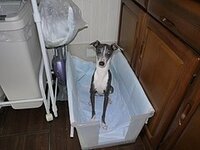 犬のおしっこの飛び散りをどうしてますか 5ヶ月のオスの子犬を Yahoo 知恵袋